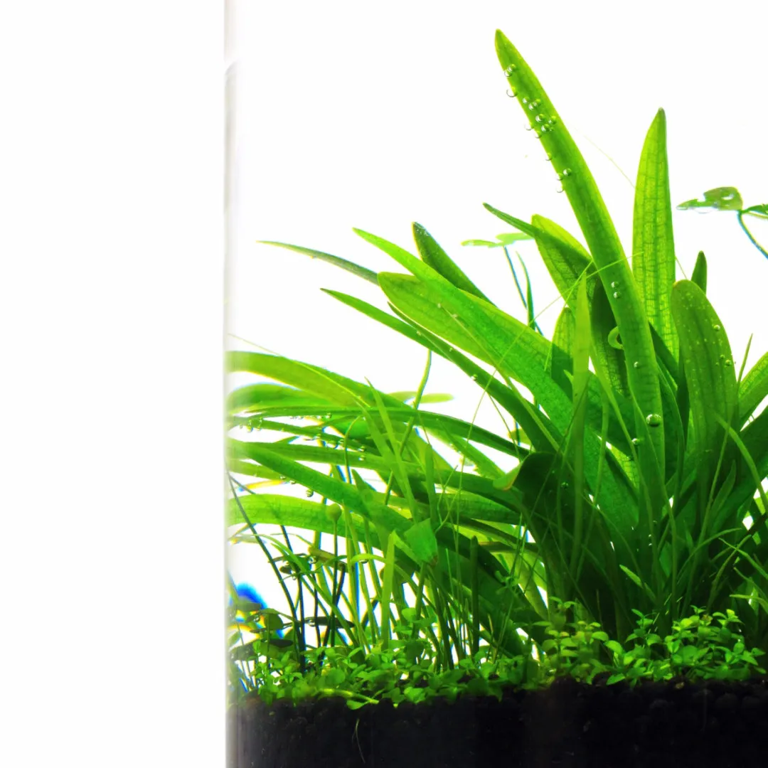 夏の水たまり ボトルアクアリウム Inner Garden