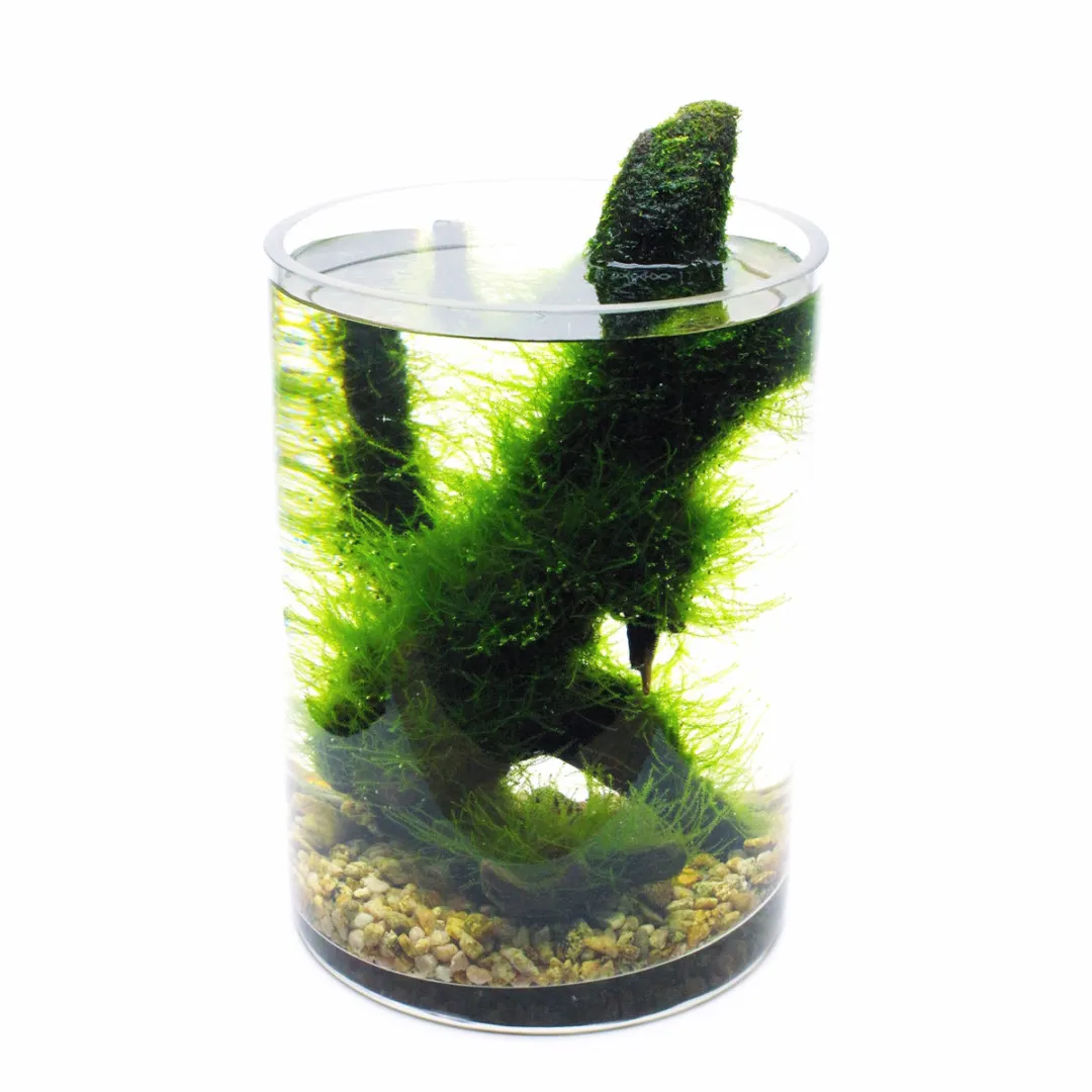 苔むす水辺 ボトルアクアリウム 岡山県都窪郡早島町 個人様オーダー制作品 Inner Garden